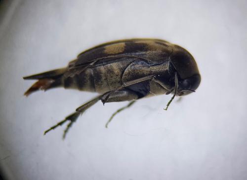 Réf. 243 055 : Variimorda villosa
